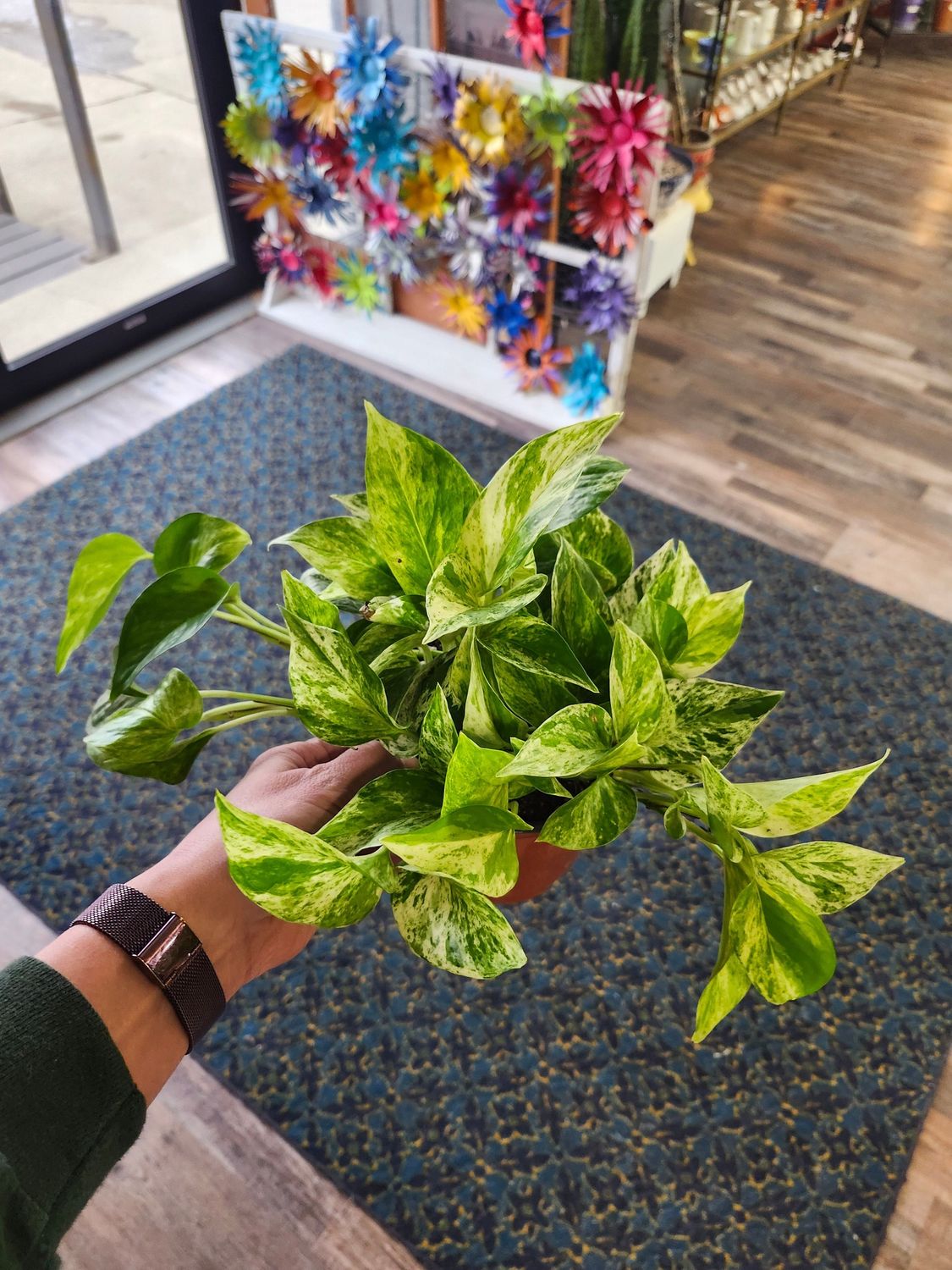 MARBLE QUEEN 6"