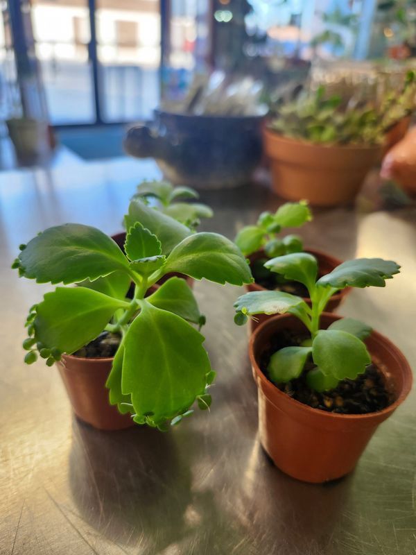 MOTHER OF THOUSANDS 2"