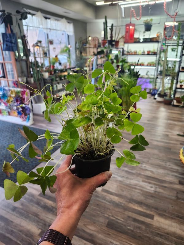 GREEN OXALIS 4"