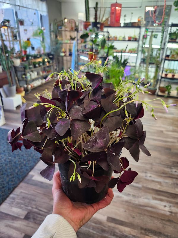 PURPLE OXALIS 6"