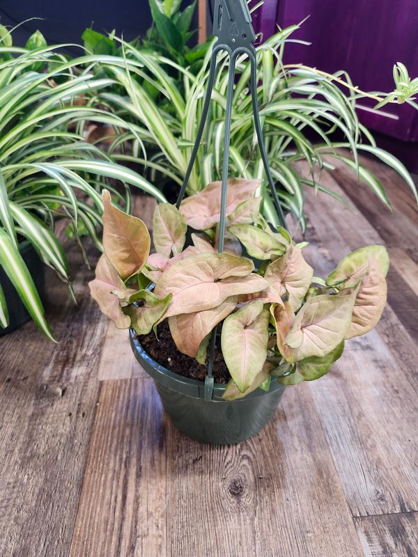 SYNGONIUM BUTTERFLY HB