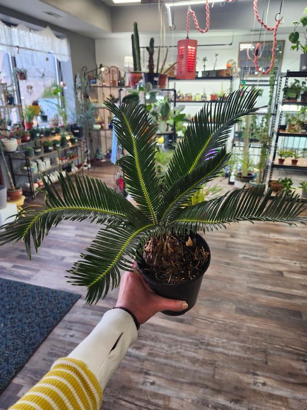SAGO PALM 6"