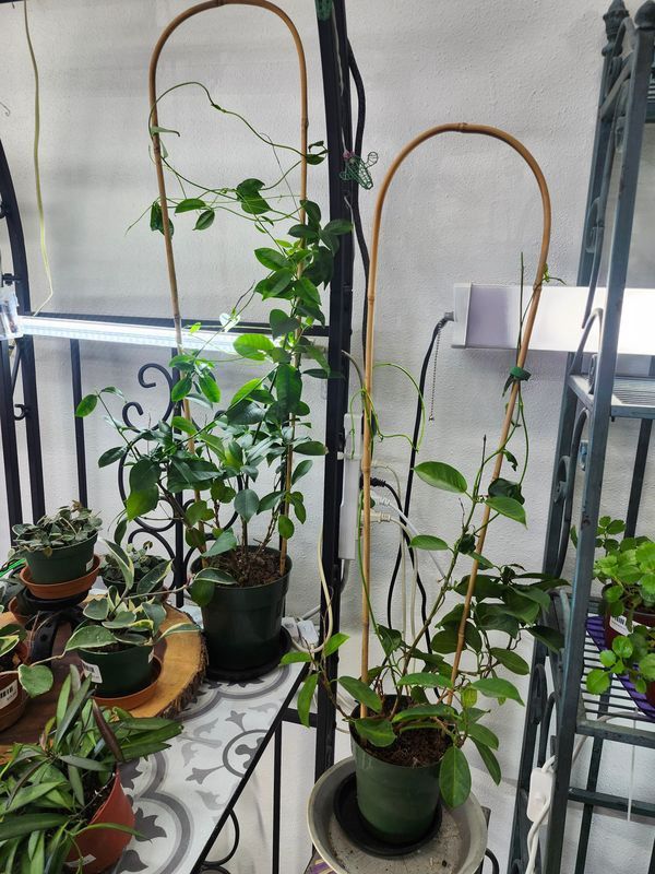 MANDEVILLE ON TRELLIS