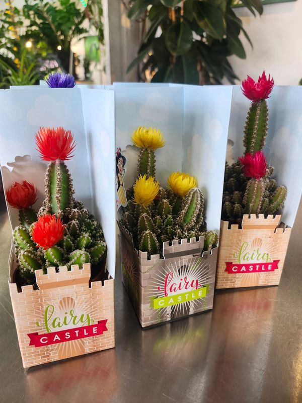 FAIRY CASTLE CACTUS 3"