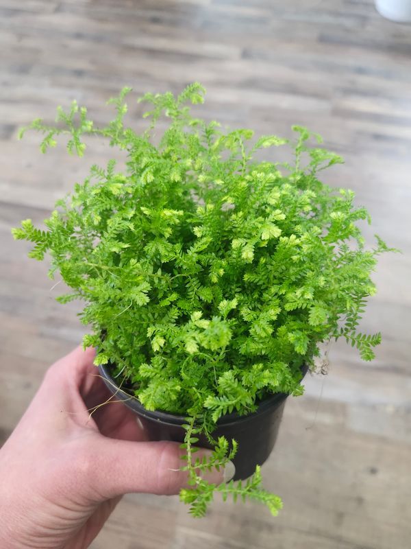 SELAGINELLA 4"