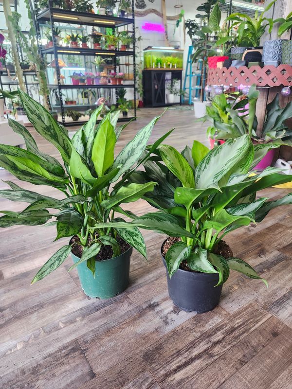 AGLAONEMA HYBRID 8"