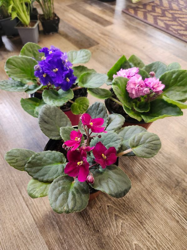 AFRICAN VIOLET 4"