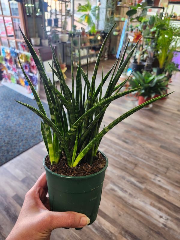 SANSEVIERIA FERNWOOD 5"