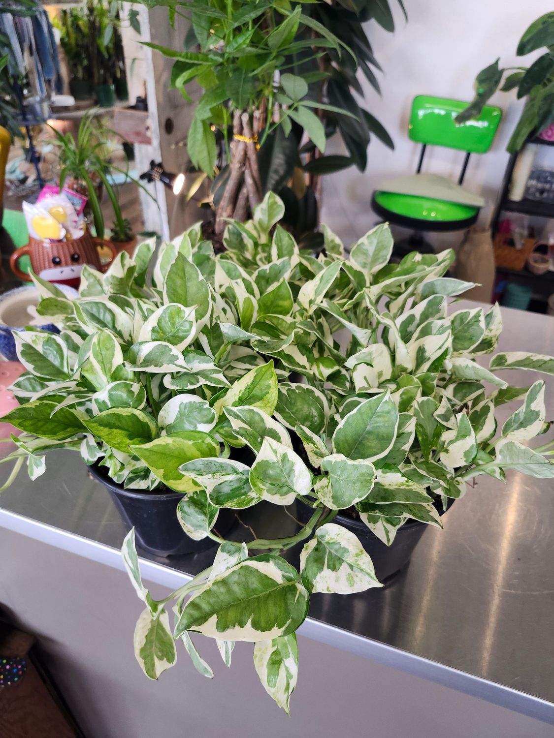 POTHOS PEARLS &amp; JADE 6"