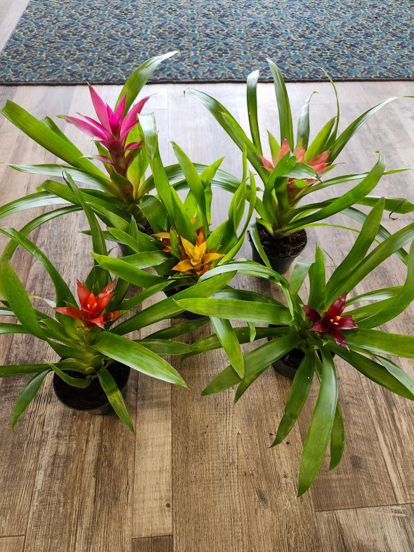 BROMELIAD 4"