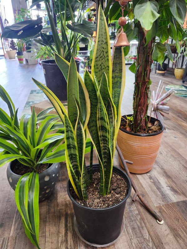 SANSEVIERIA 8" LAURENTI