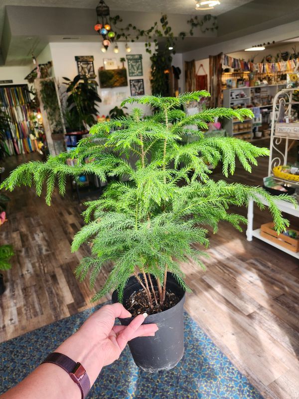 NORFOLK ISLAND PINE 6"