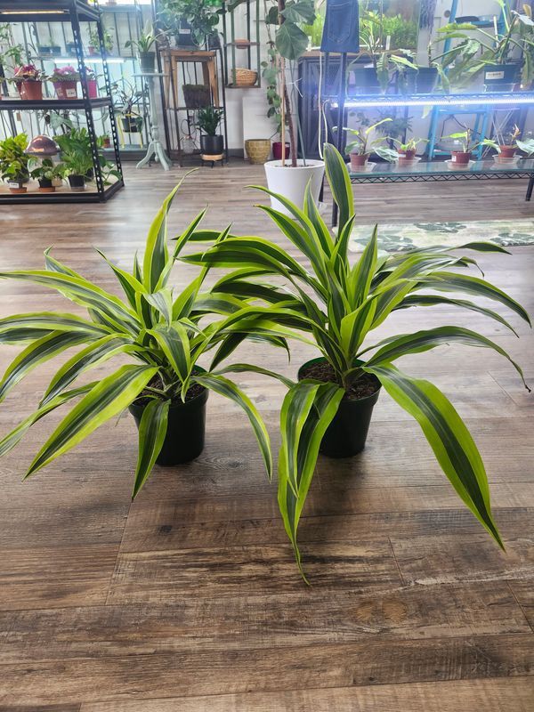 DRACAENA WARNECKII 6"