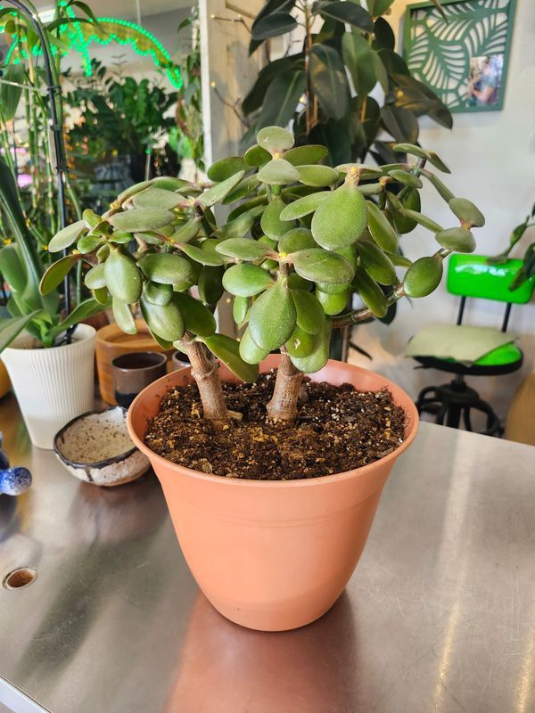 POTTED JADE 9"
