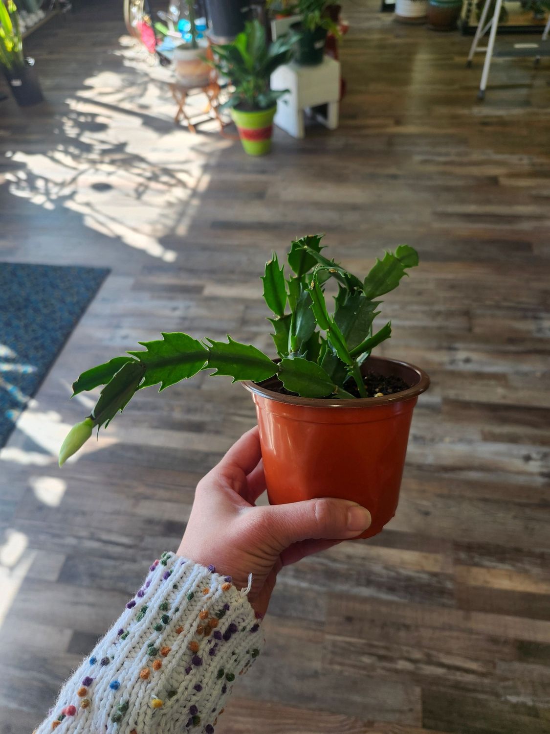 THANKSGIVING CACTUS GH 4"