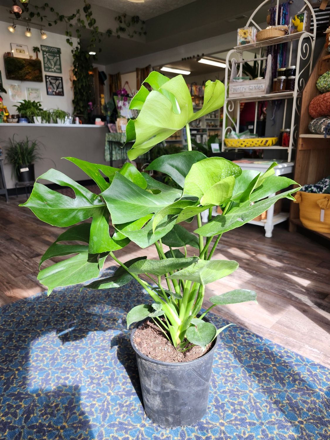 SPLIT LEAF PHILODENDRON 10"