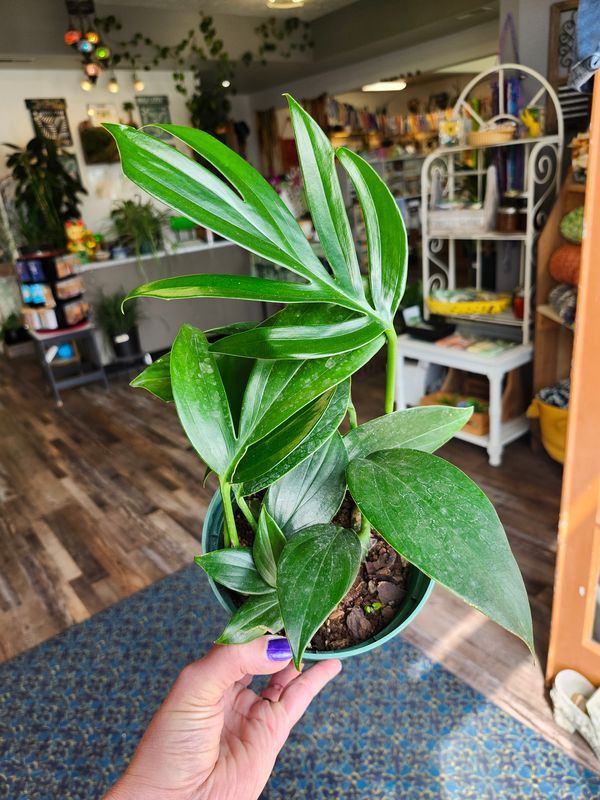 PHILODENDRON DRAGON TAIL 6"