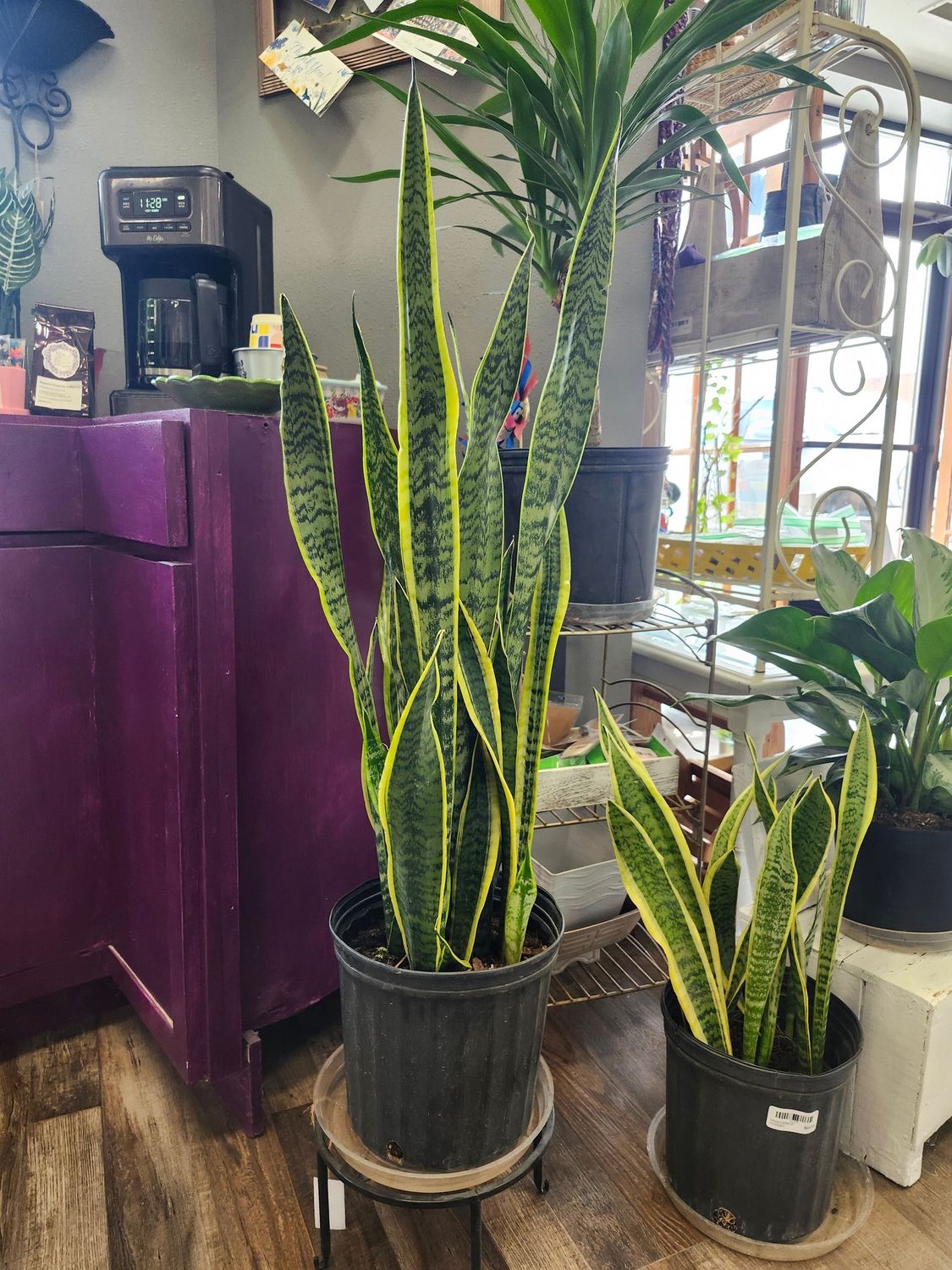 SNAKE PLANT LAURENTI 10"