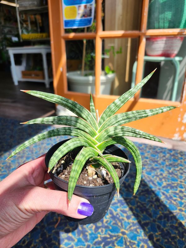 WALKING SANSEVIERIA 4"