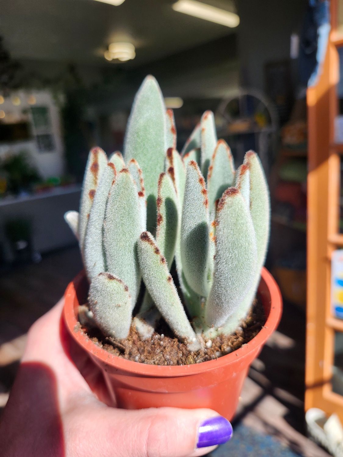 PANDA PLANT 4"