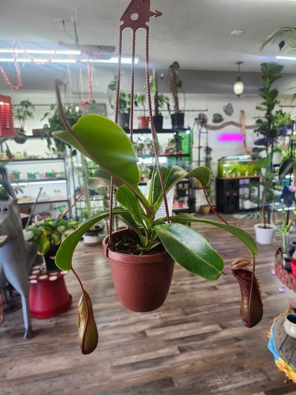 PITCHER PLANT 4" HB