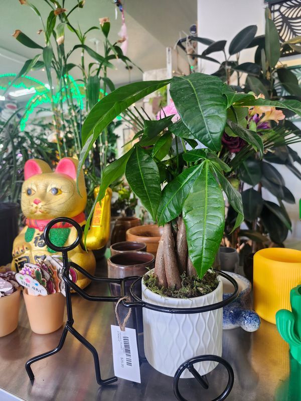 MONEY TREE 4" POTTED