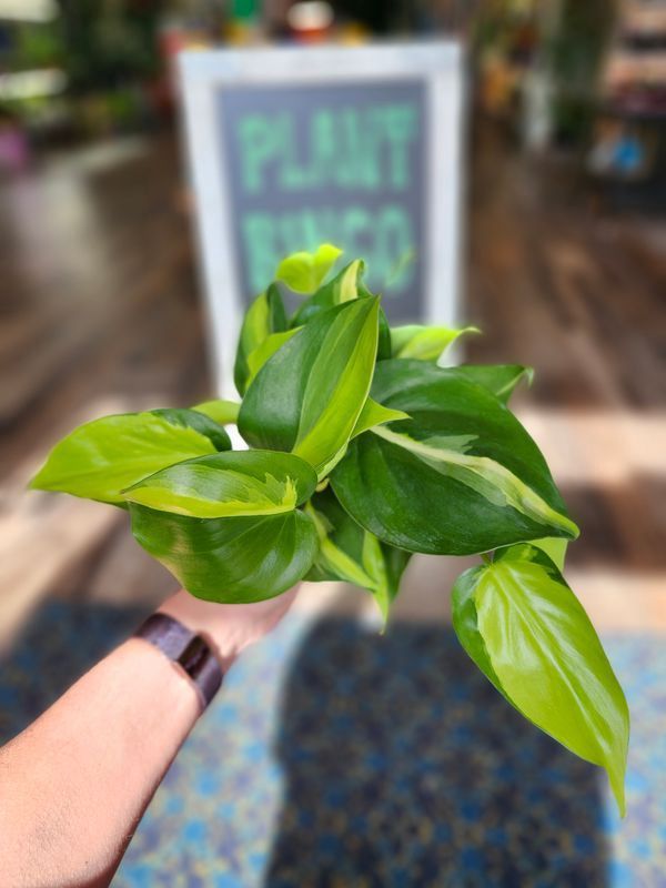 BRASIL PHILODENDRON 4"