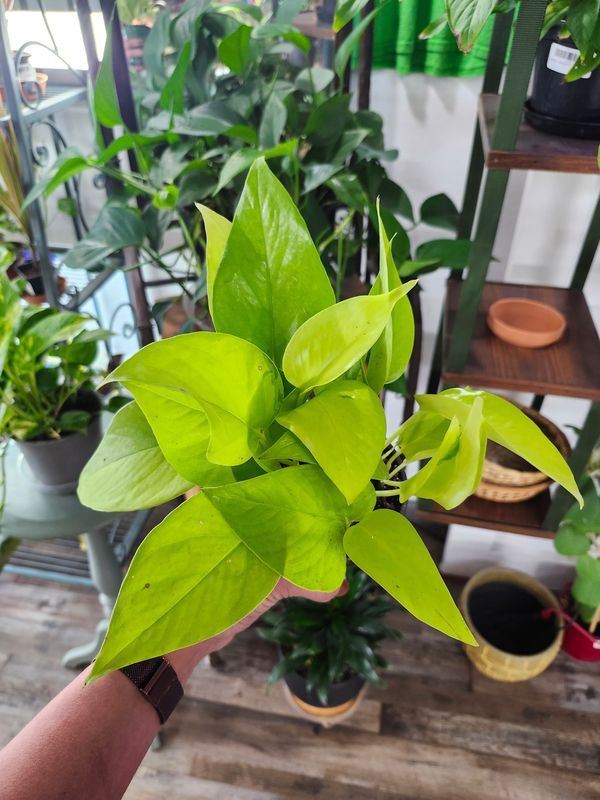 NEON POTHOS 4"