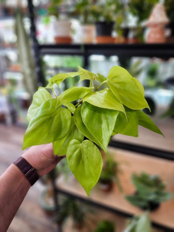 PHILLY LEMON LIME 4"