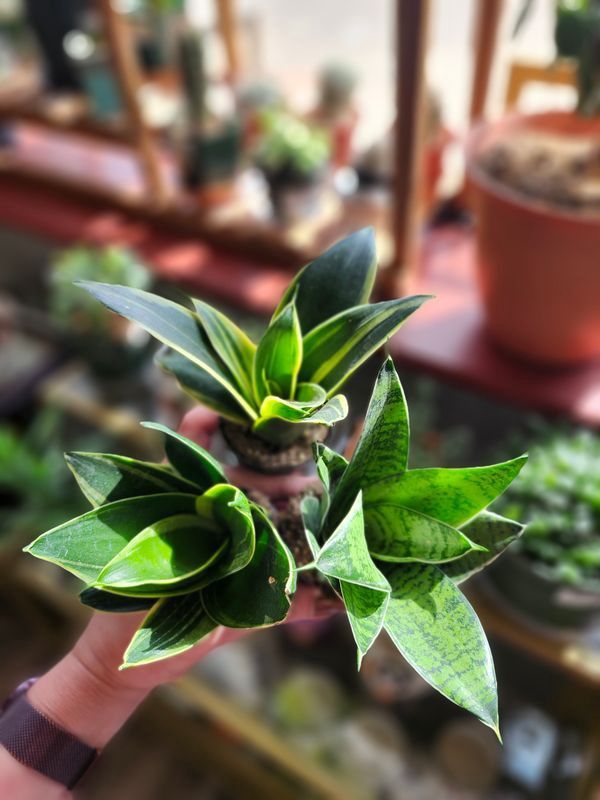 SNAKE PLANT ASST 2.5"