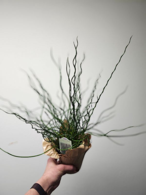 JUNCUS SPIRAILIS 4"