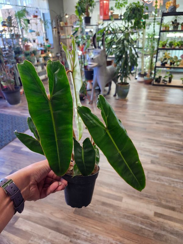 PHILODENDRON BILLIETIAE 4'