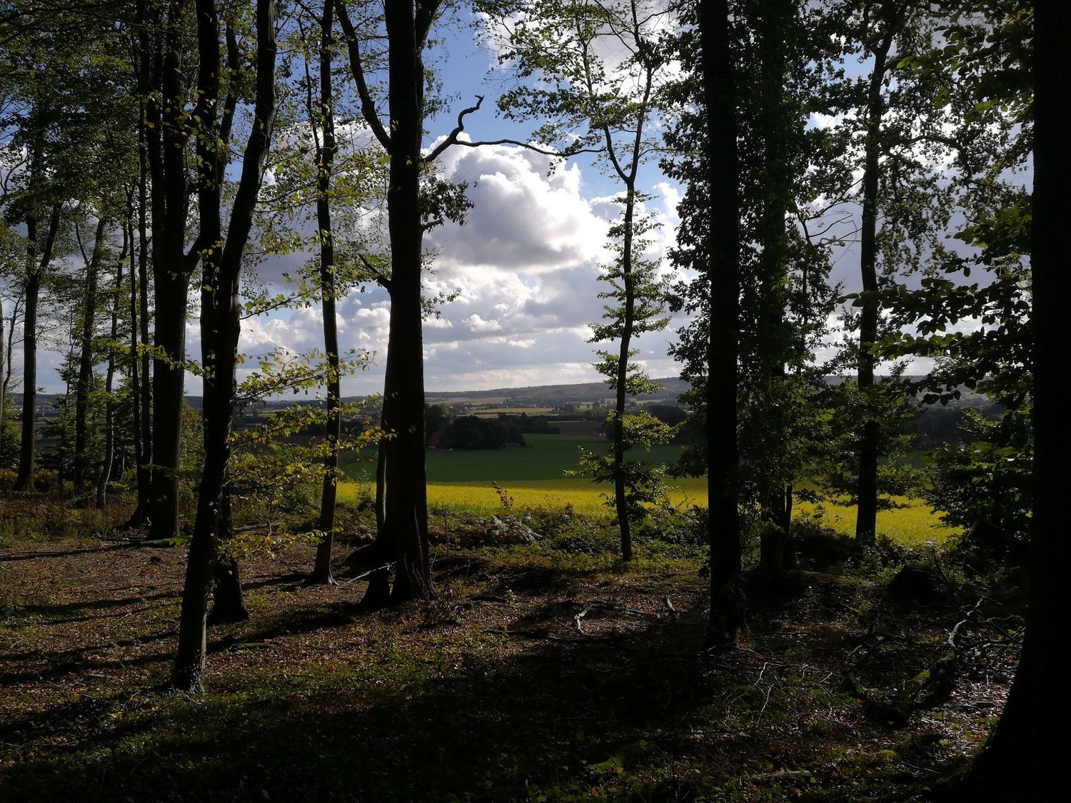 26.10.2025: Unterwegs im Naturschutzgebiet Freeden, 49186 Bad Iburg