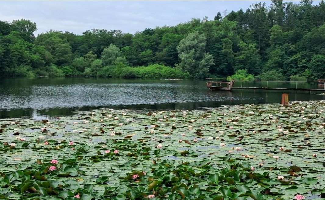 14.09.2025: Villenseen - Naturpark Rheinland, 50374 Erfstadt-Liblar