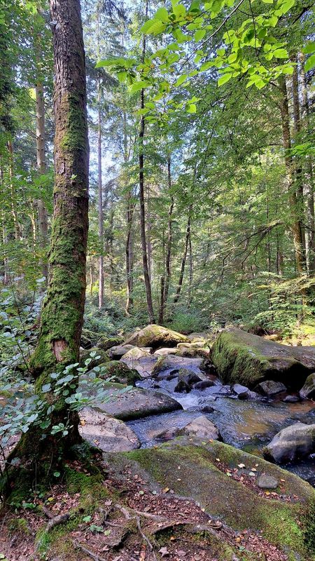 01.01.2026: Neujahrsstart ins Otterbachtal, 93093 Donaustauf
