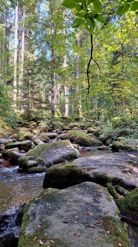 17.01.2026: Winterwanderung zum Pröller, 94379 Sankt Englmar