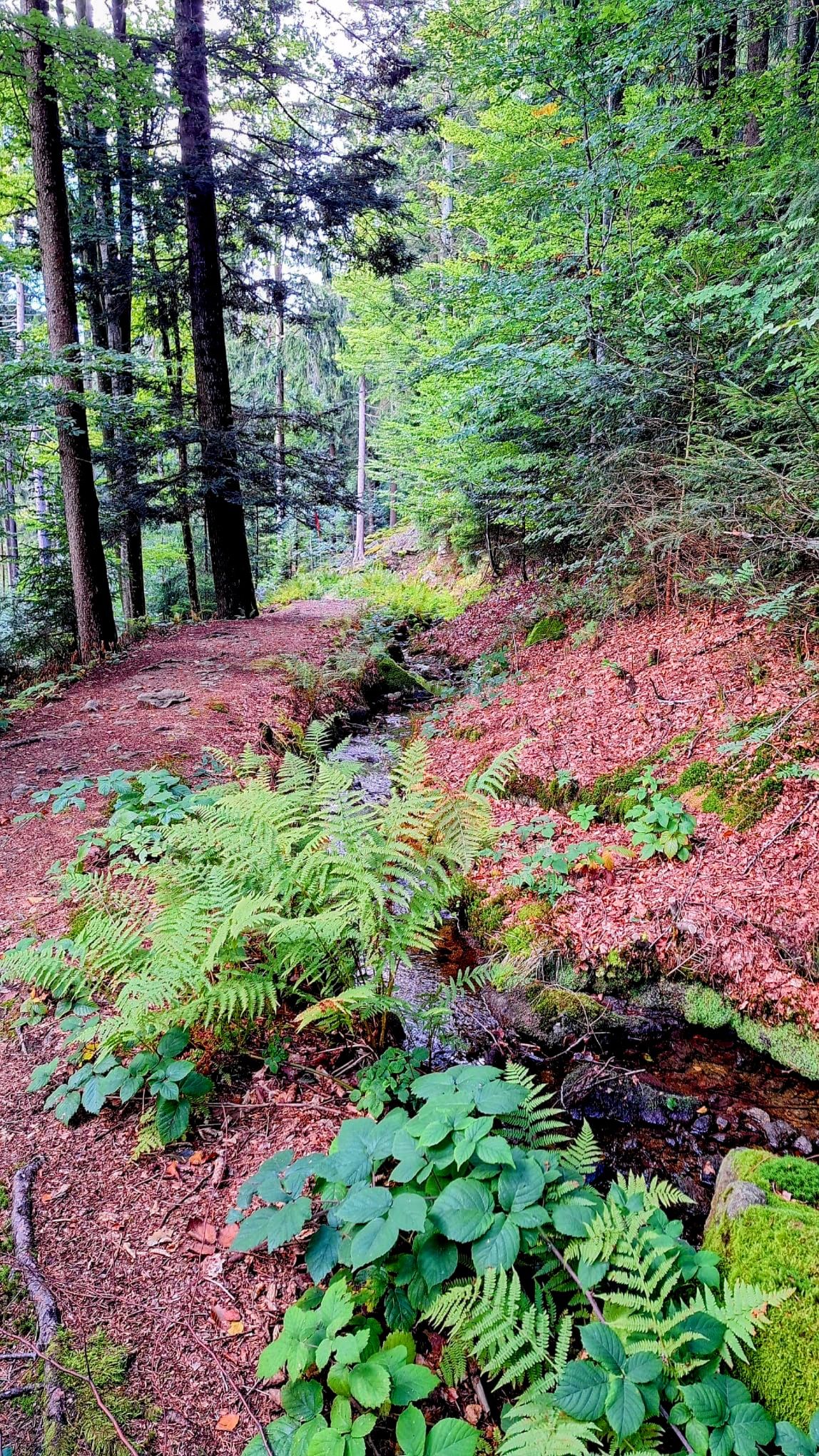 08.03.2026: Hoch über der Donau, 93077 Bad Abbach