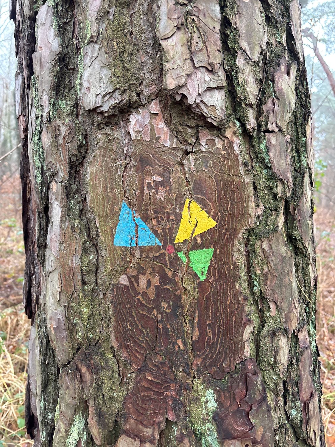 09.11.2025 SINGLEWANDERN® SPECIAL: Sportliche Runde durch den herbstlichen Grunewald, 14193 Berlin