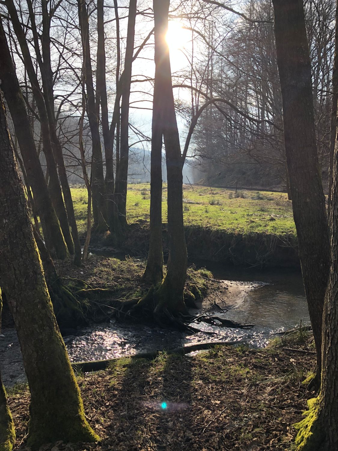 16.11.2025: Naturschutzgebiet Eifgenbachtal - entlang der Dhünn, 42929 Wermelskirchen