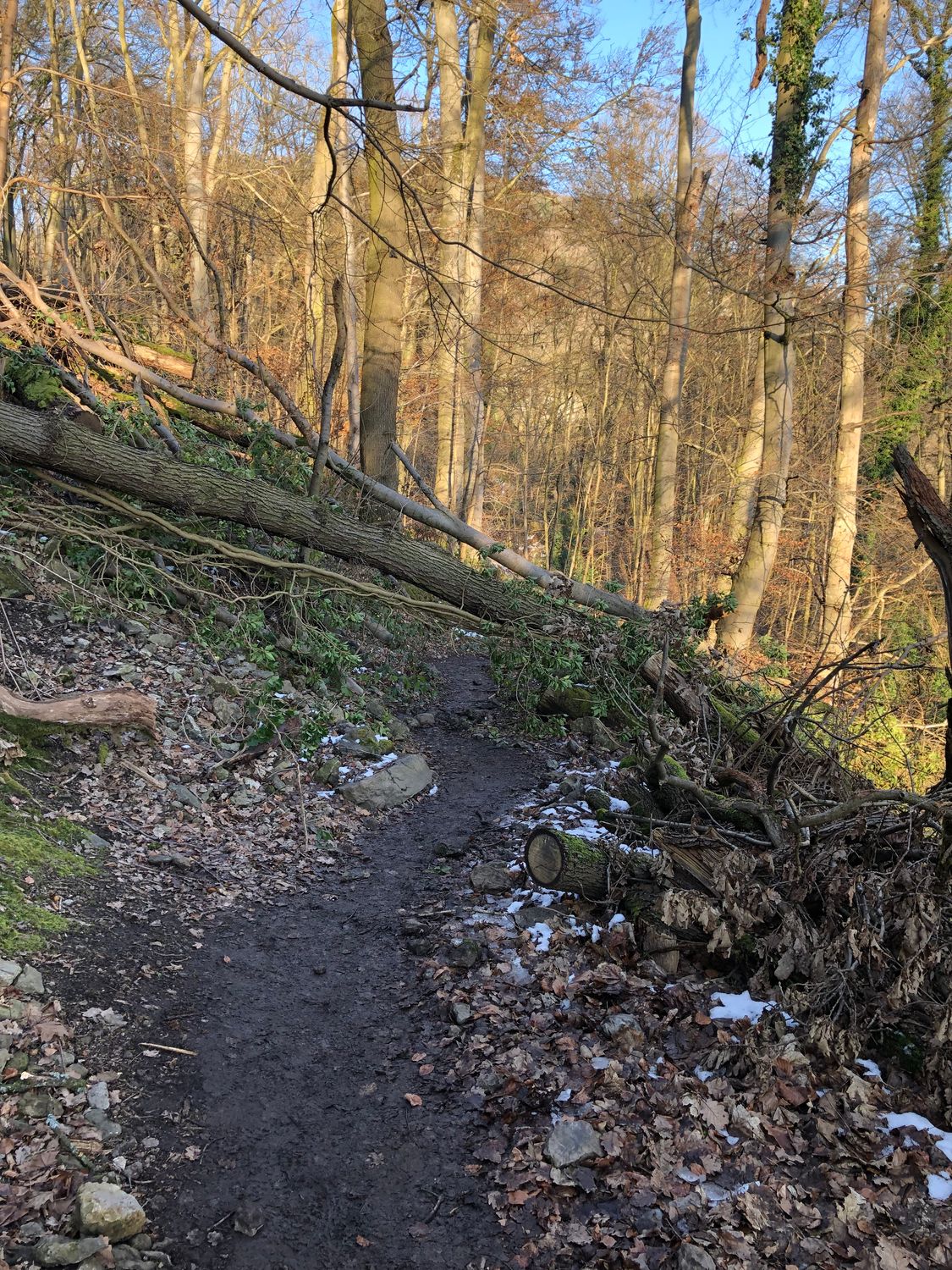22.02.2026: Wald und Hangmoor im Naturschutzgebiet, 51766 Engelskirchen-Ründeroth
