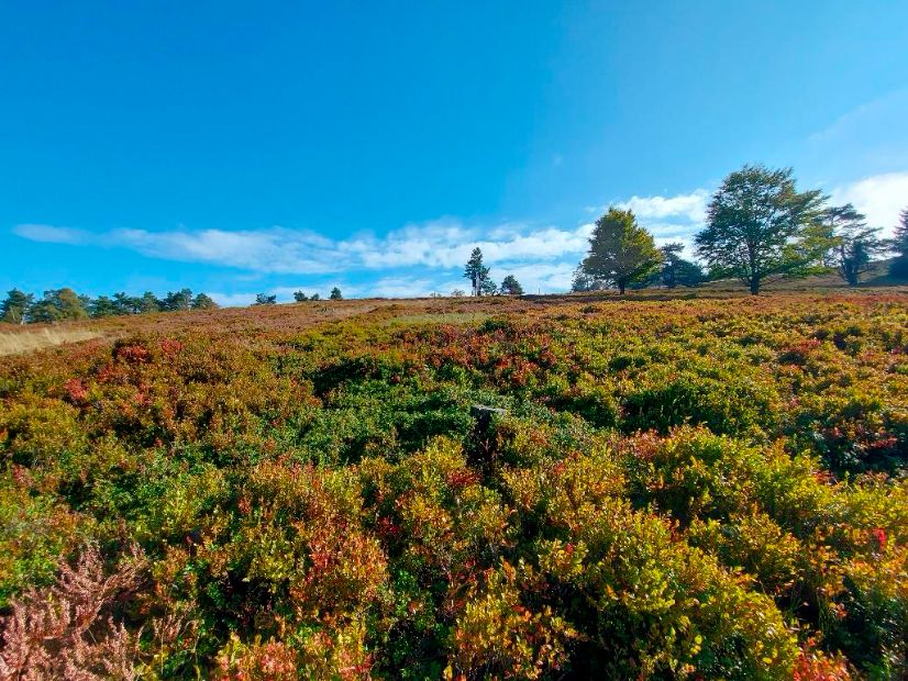 08.08.2026: „In der Hochheide“ – Kahle Pön, 34508 Willingen-Usseln