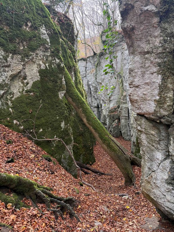 26.04.2026: "Sportliche und aussichtsreiche Wanderung auf der Schwäbischen Alb", 72581 Dettingen an der Erms