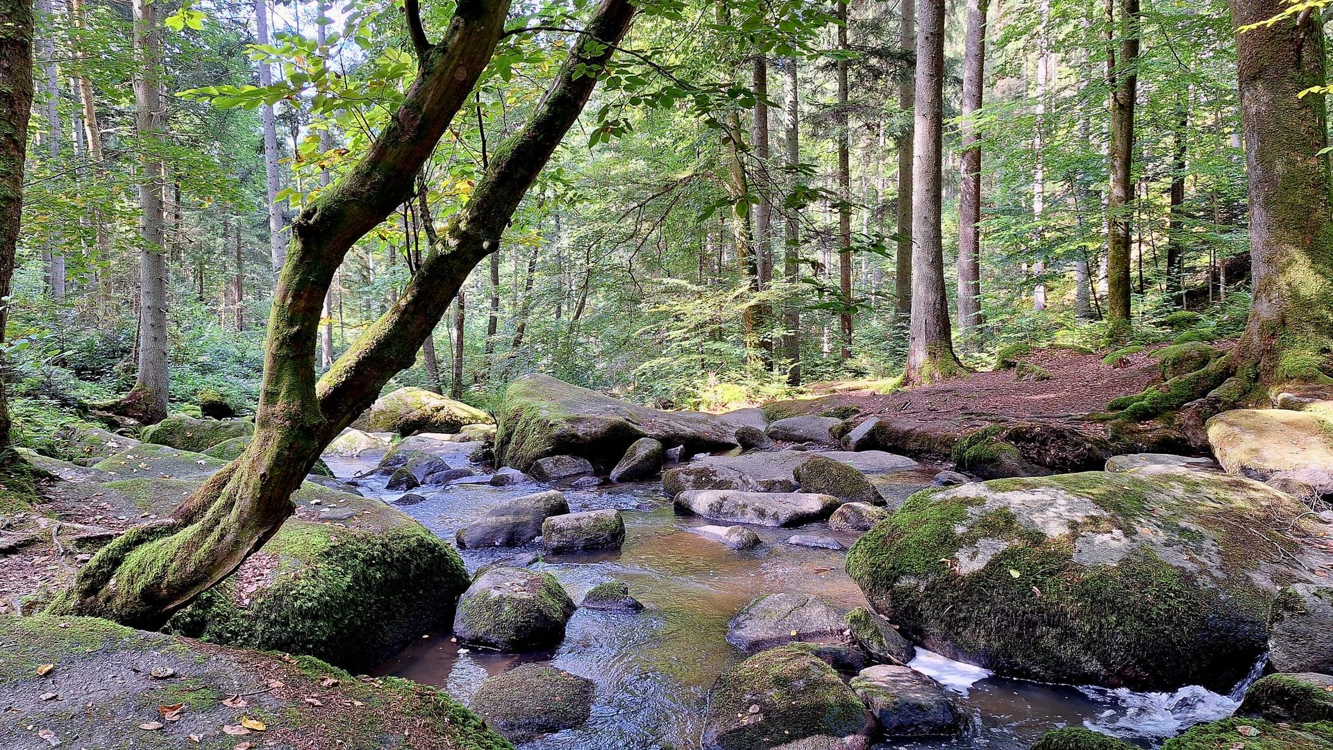 07.06.2026: Wanderung duch das Otterbachtal, 93093 Donaustauf