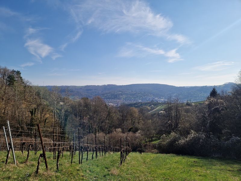 26.07.2026: Über dem Remstal: Wälder, Wiesen, Weinbergblicke, 73663 Berglen 26.07.2026: Über dem Remstal: Wälder, Wiesen, Weinbergblicke, 73663 Berglen