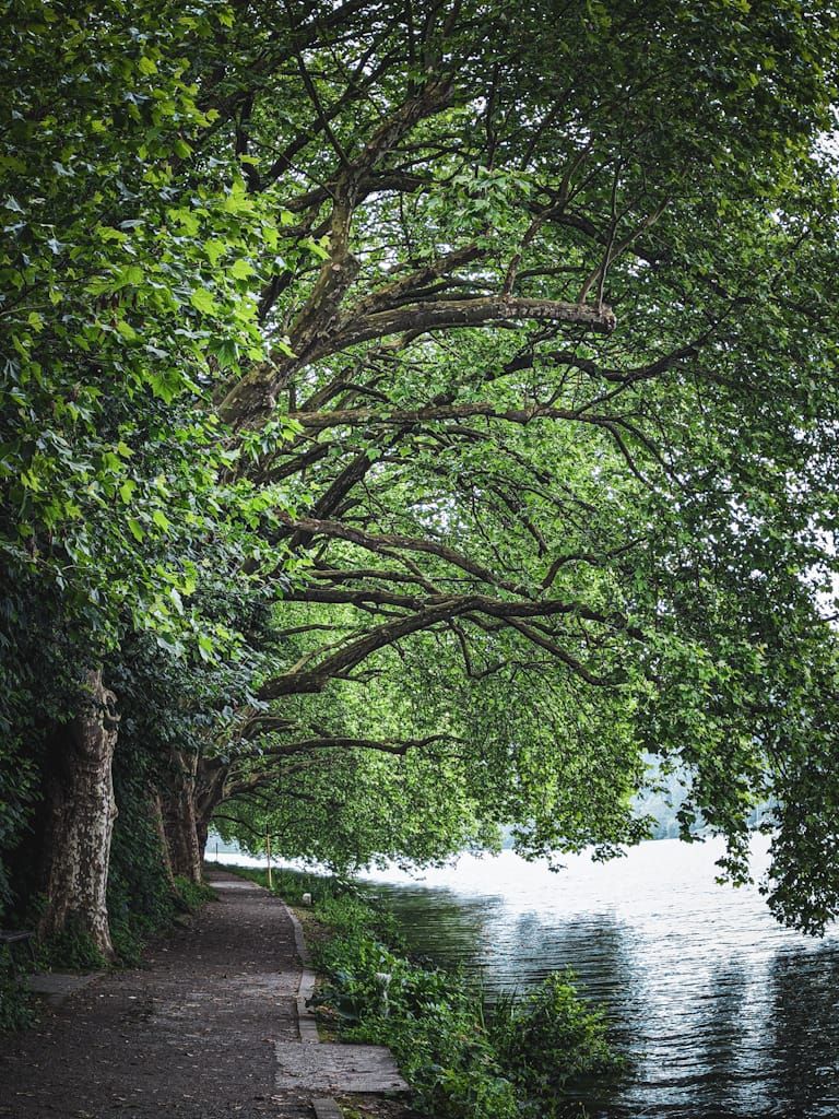09.08.2026: Baldeneysee Süd - Geheimnisse am Südufer- zwischen Wasser, Wald und Stille am Baldeneysee, 45133 Essen