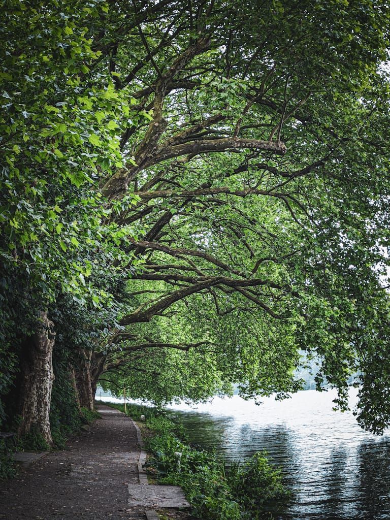 09.08.2026: Baldeneysee Süd - Geheimnisse am Südufer- zwischen Wasser, Wald und Stille am Baldeneysee, 45133 Essen