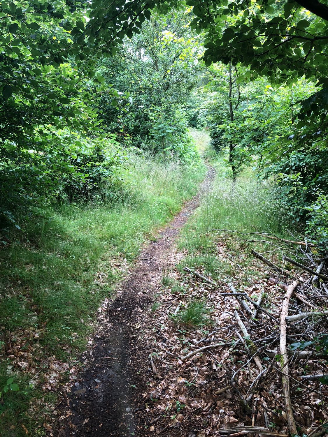 19.07.2026: Höhlenweg - Durch die bergischen Wälder, 51766 Engelskirchen-Ründeroth