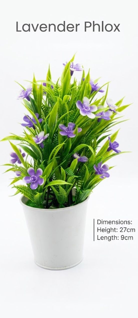 Lavendar Phlox