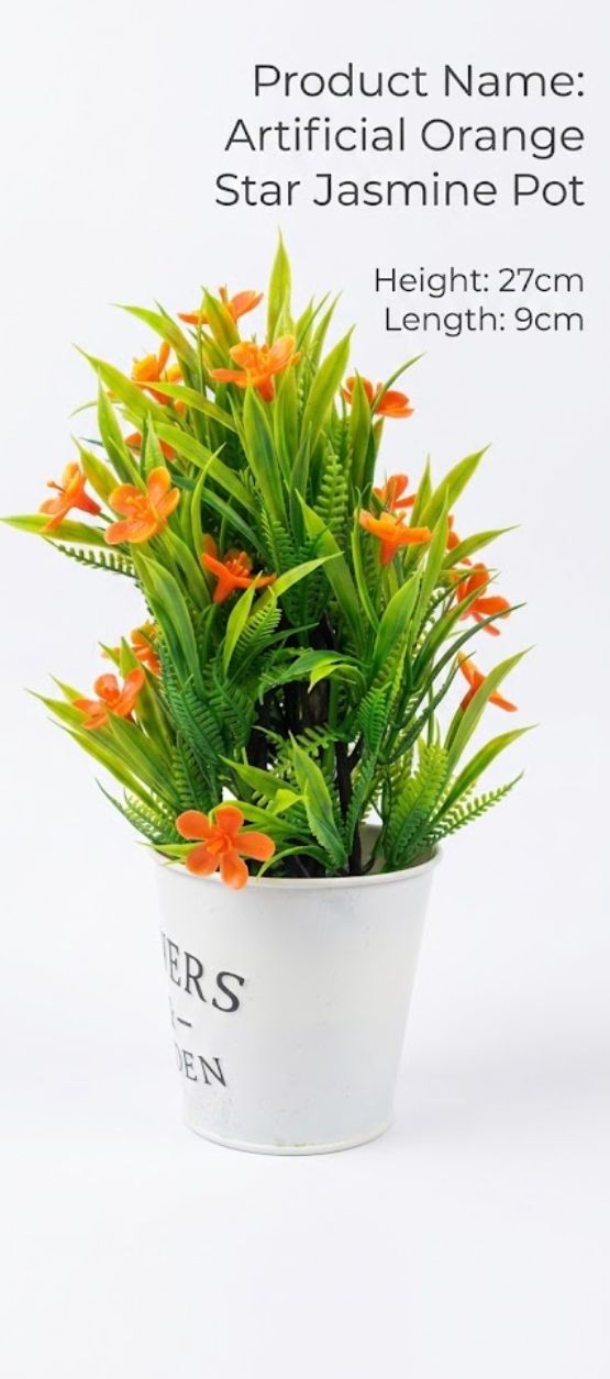 orange star jasmine pot