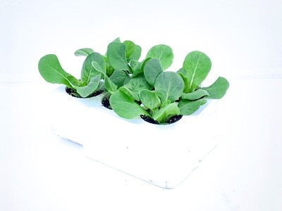 9 Piantine di Insalata Canasta In Contenitore